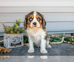 Small #1 Cavalier King Charles Spaniel