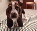 Small Photo #9 Basset Hound Puppy For Sale in SODDY DAISY, TN, USA