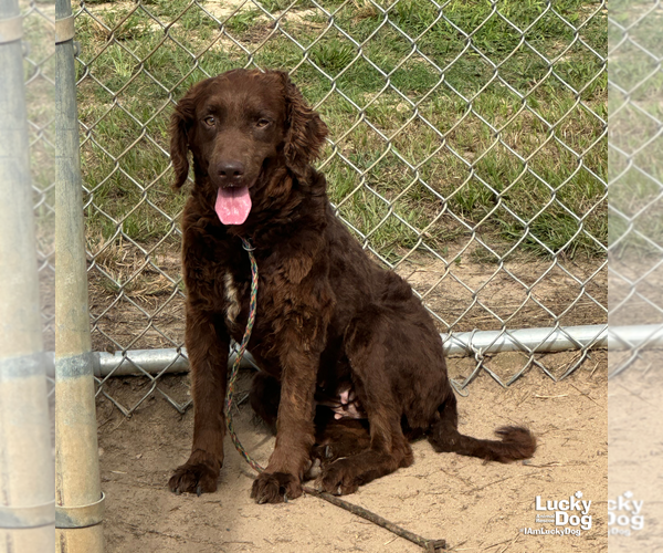 Medium Photo #2 Spaniel-Unknown Mix Puppy For Sale in Washington, DC, USA