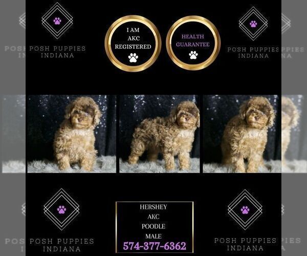 Medium Photo #127 Poodle (Toy) Puppy For Sale in WARSAW, IN, USA