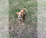 Small #1 Chihuahua Mix