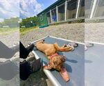 Small #8 German Pinscher Mix