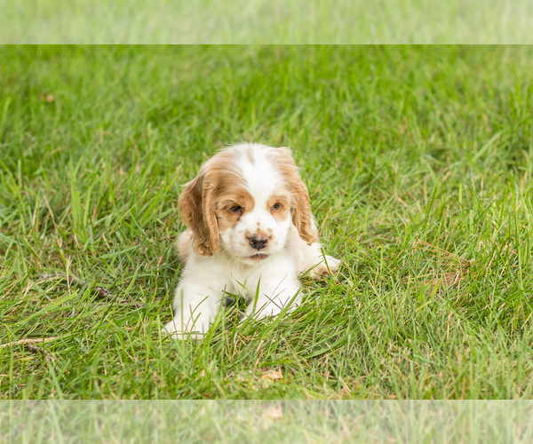 Medium Photo #7 Cocker Spaniel Puppy For Sale in NAPPANEE, IN, USA
