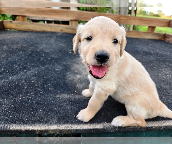 Medium Photo #1 Golden Retriever Puppy For Sale in LEON, KS, USA
