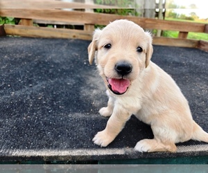 Golden Retriever Puppy for sale in LEON, KS, USA