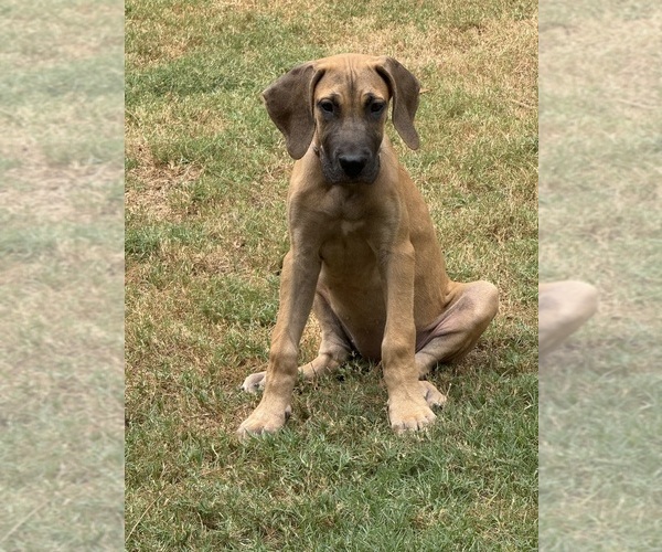 Medium Photo #7 Great Dane Puppy For Sale in CLANTON, AL, USA