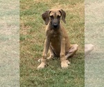 Litter of 12 - Male(s) and Female(s) Great DaneLitter of Puppies for Sale - Photo #7
