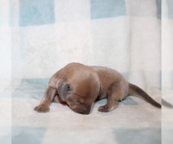Medium Photo #3 Dachshund Puppy For Sale in BLMGTN, IN, USA