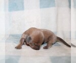 Small #2 Dachshund