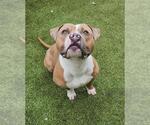 Small #1 American Staffordshire Terrier