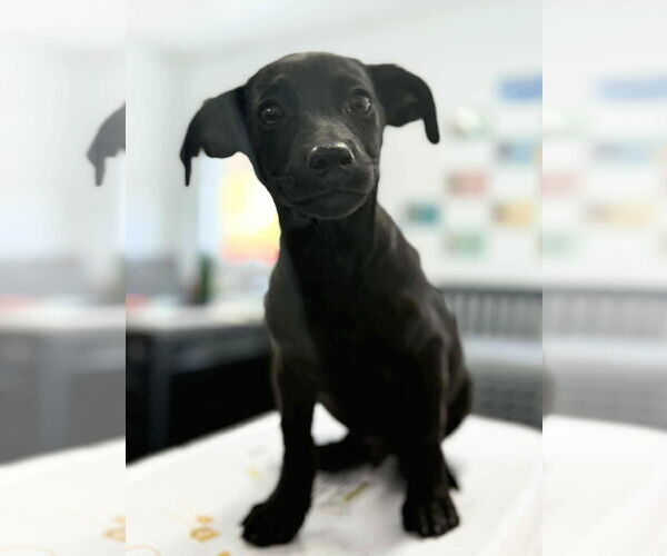 Medium Photo #1 Dachshund-Unknown Mix Puppy For Sale in Arlington, WA, USA