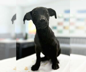 Dachshund-Unknown Mix Dogs for adoption in Arlington, WA, USA