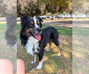 Australian Shepherd Dogs for adoption in Menifee, CA, USA