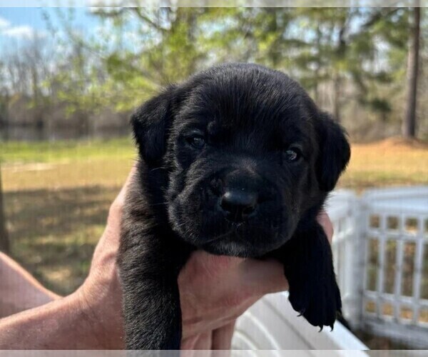 Medium Photo #59 Rotticorso Puppy For Sale in REEVESVILLE, SC, USA