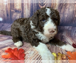 Sheepadoodle Puppy for sale in FREDERICKTOWN, MO, USA