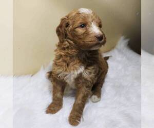 Goldendoodle-Poodle (Standard) Mix Puppy for sale in MILLERSBURG, PA, USA