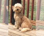 Small Photo #1 Goldendoodle-Poodle (Miniature) Mix Puppy For Sale in FLAT ROCK, NC, USA