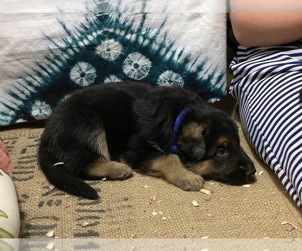 Medium Photo #17 German Shepherd Dog Puppy For Sale in WESTBY, WI, USA