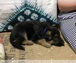 Small Photo #17 German Shepherd Dog Puppy For Sale in WESTBY, WI, USA