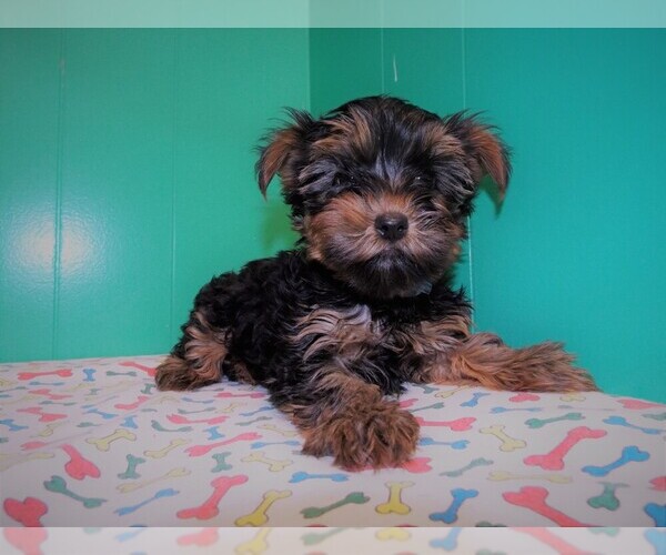 Medium Photo #7 Yorkshire Terrier Puppy For Sale in PATERSON, NJ, USA