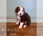 Small #4 Australian Shepherd