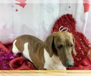 Dachshund Puppy for sale in CASSVILLE, MO, USA