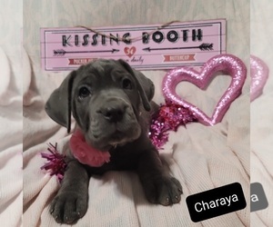 Cane Corso Puppy for sale in POMEROY, OH, USA