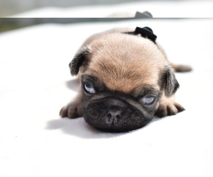 Pug Puppy for sale in PALM COAST, FL, USA