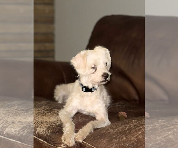 Medium Photo #3 Poodle (Miniature)-Unknown Mix Puppy For Sale in Fort Collins, CO, USA