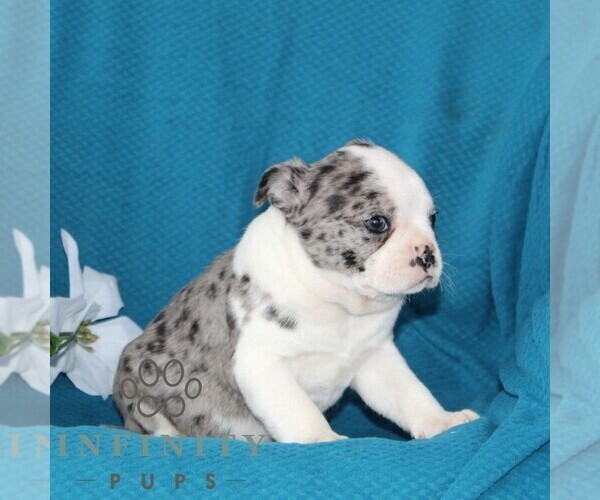 Medium Photo #5 Boston Terrier Puppy For Sale in QUARRYVILLE, PA, USA