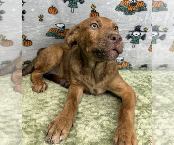 Medium Photo #3 American Pit Bull Terrier-Australian Shepherd Mix Puppy For Sale in Wetumpka, AL, USA