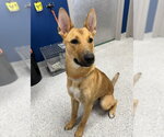 Small #1 German Shepherd Dog Mix