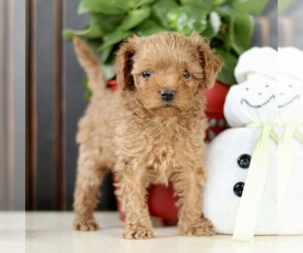 Medium Photo #1 Poodle (Toy) Puppy For Sale in STRASBURG, PA, USA