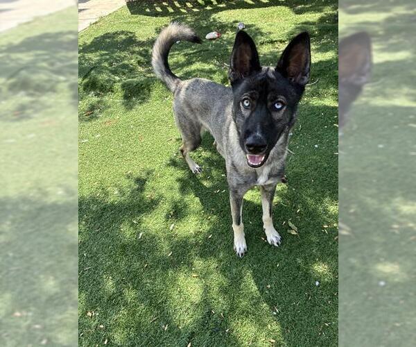 Medium Photo #2 Mutt Puppy For Sale in Fremont, CA, USA