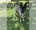 Small #1 Mutt