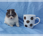 Small Photo #24 Pomeranian Puppy For Sale in WEST PALM BEACH, FL, USA