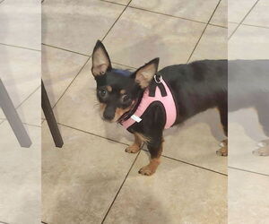 Chipin Dogs for adoption in Princeton, MN, USA