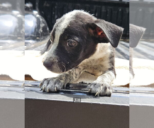 Medium Photo #2 Mutt Puppy For Sale in Corinth, MS, USA