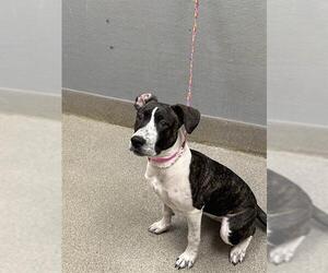 Mutt Dogs for adoption in Las Vegas, NV, USA