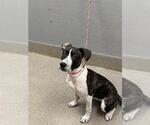 BELLE - Female Mutt Dog for Adoption - Small photo