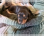 Puppy Reese Dachshund