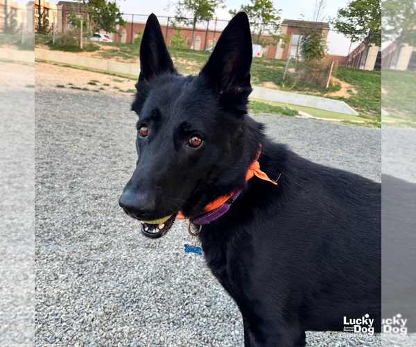 Medium Photo #10 German Shepherd Dog-Unknown Mix Puppy For Sale in Washington, DC, USA