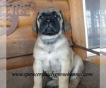 Small #3 Mastiff