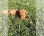 Small Photo #19 Vizsla Puppy For Sale in CANBY, OR, USA