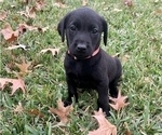 Small Photo #5 Labrador Retriever Puppy For Sale in TYLER, TX, USA