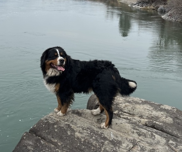 Medium Photo #1 Bernese Mountain Dog Puppy For Sale in PLAINS, MT, USA
