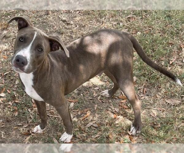 Medium Photo #1 American Pit Bull Terrier-Unknown Mix Puppy For Sale in Texas City, TX, USA