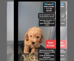 Image preview for Ad Listing. Nickname: Parker