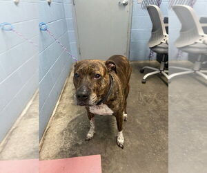 American Pit Bull Terrier Dogs for adoption in Evansville, IN, USA