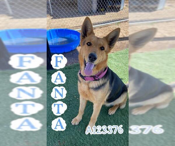 Medium Photo #1 German Shepherd Dog-Unknown Mix Puppy For Sale in HESPERIA, CA, USA